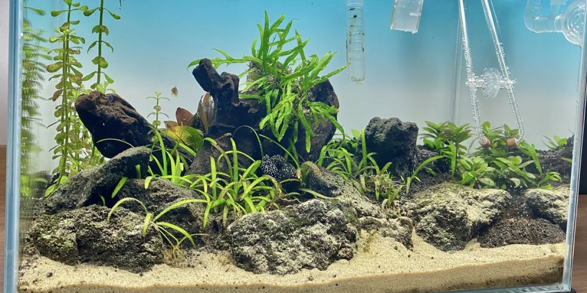 Akwarium z roślinami i kryj&oacute;wkami dla ryb