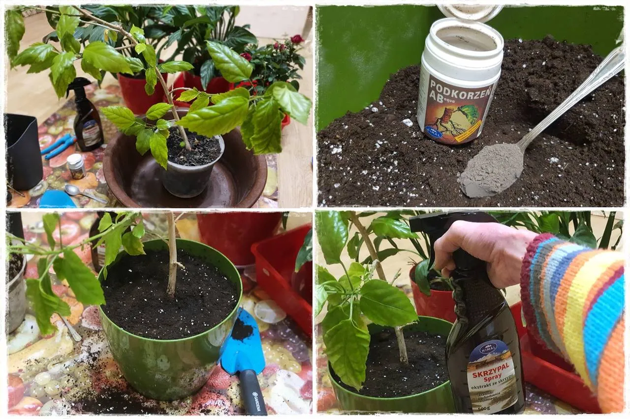 Przygotowanie roślin do przesadzania. Podpowiadamy, do kiedy można przesadzać rośliny w ogrodzie, by dobrze się przyjęły.