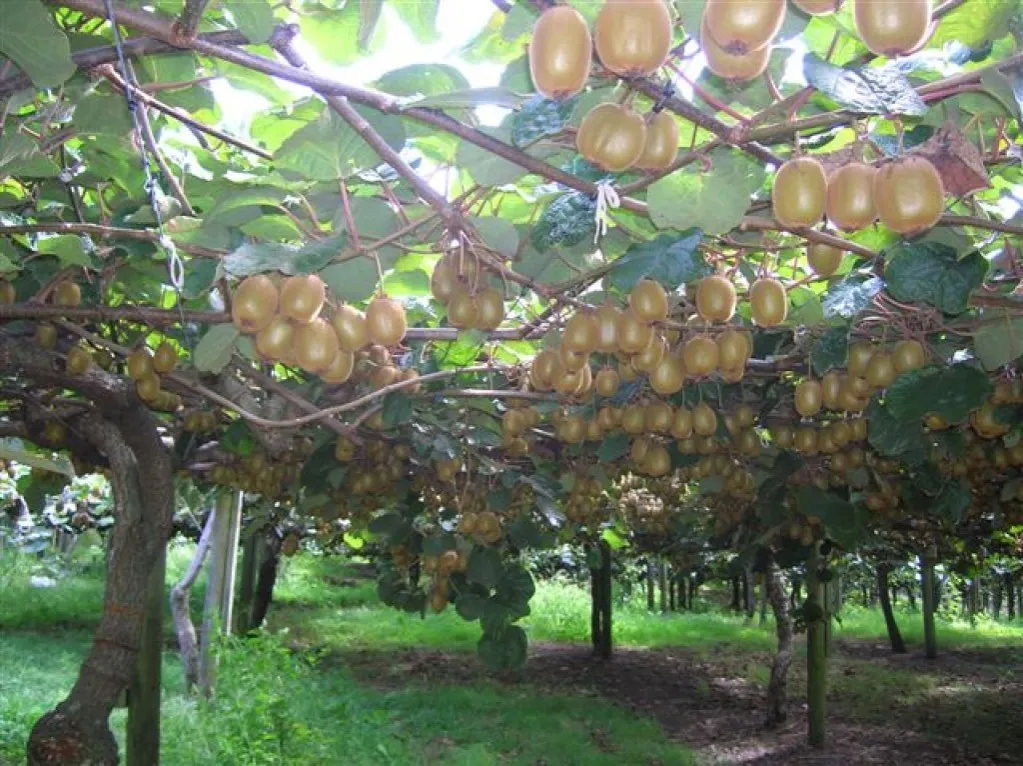 turystyka plantacja kiwi Nowa Zelandia Te Puke