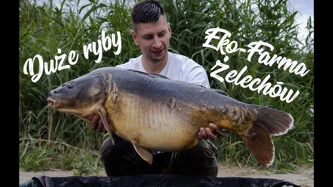 Łowisko nad Rozlewiskiem złowione karpie amury jesiotry
