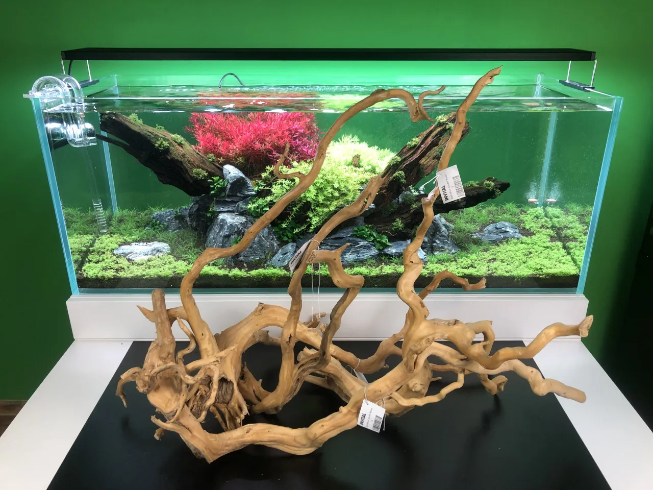 akwarium z podłożem i roślinami