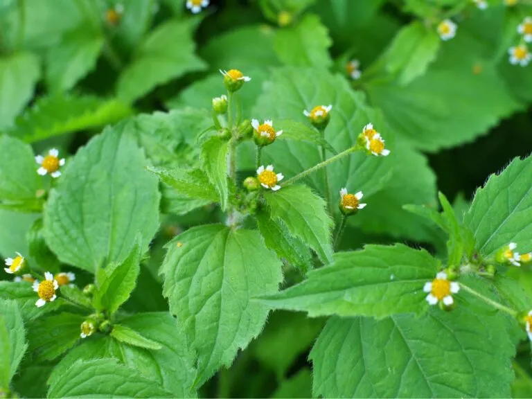 Zdjęcie Rumian polny: Jak go rozpoznać i skutecznie zwalczyć? Poradnik