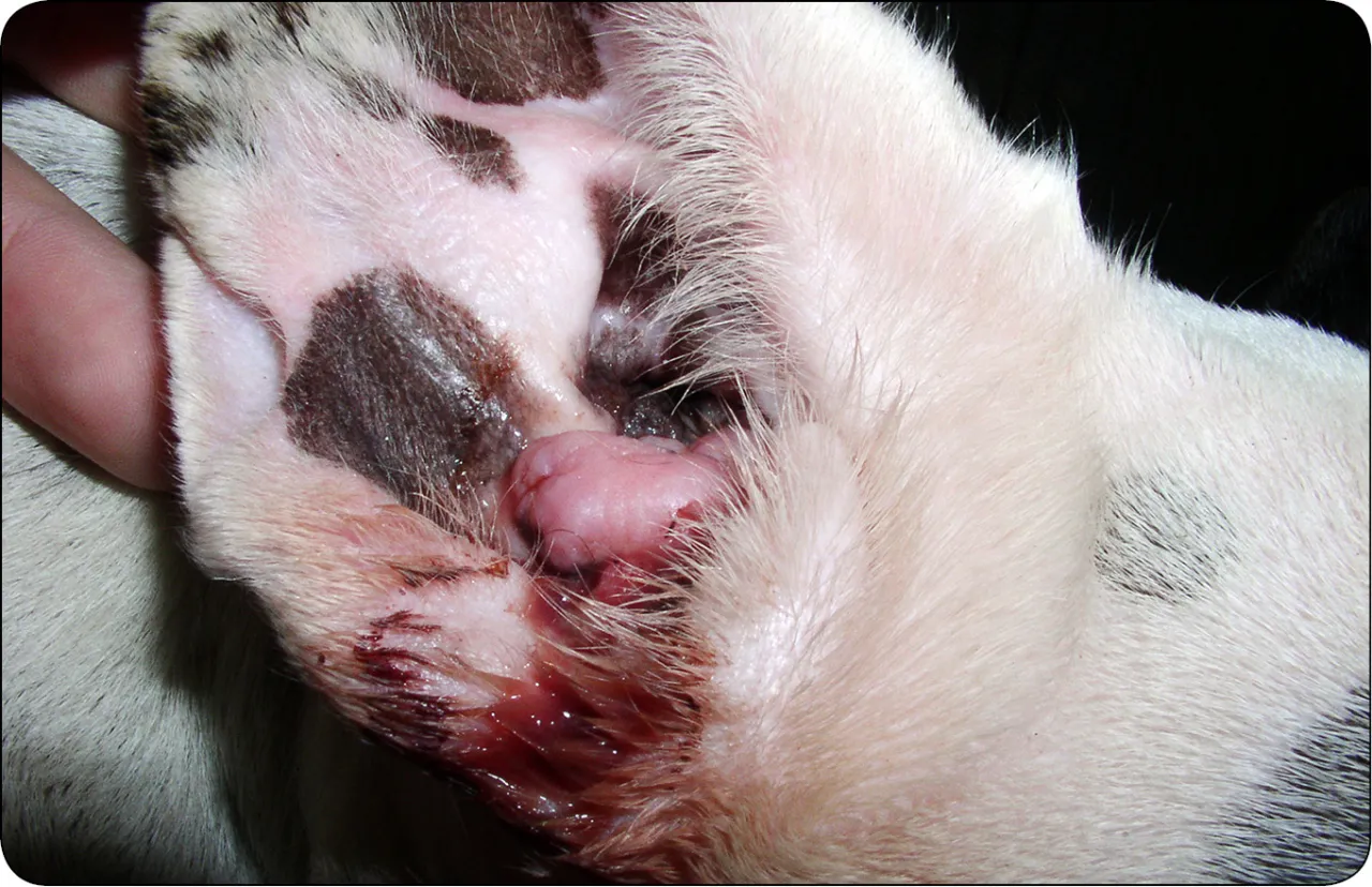 weterynarz bada ucho psa otoskopem