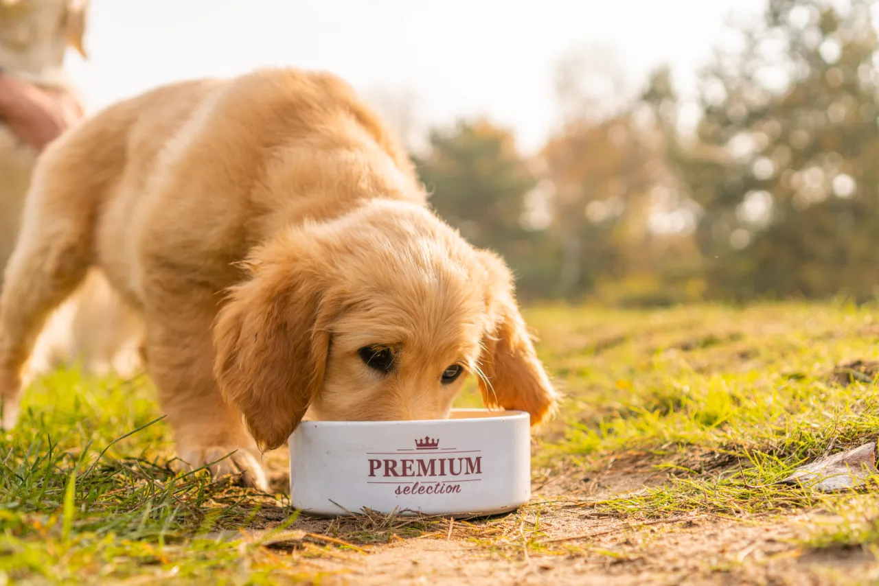 Etykieta karmy dla psa skład