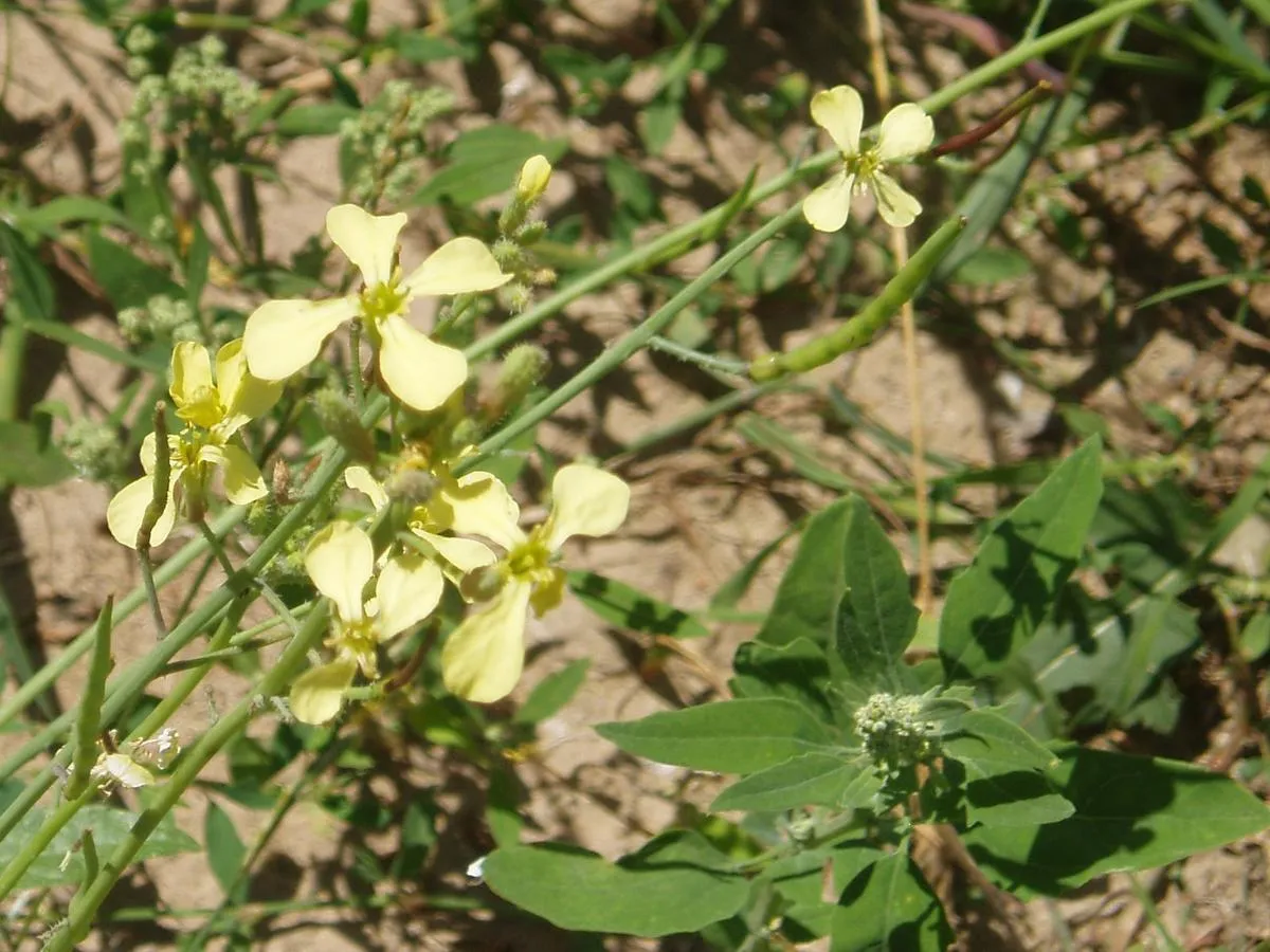 rzodkiew świrzepa jadalna