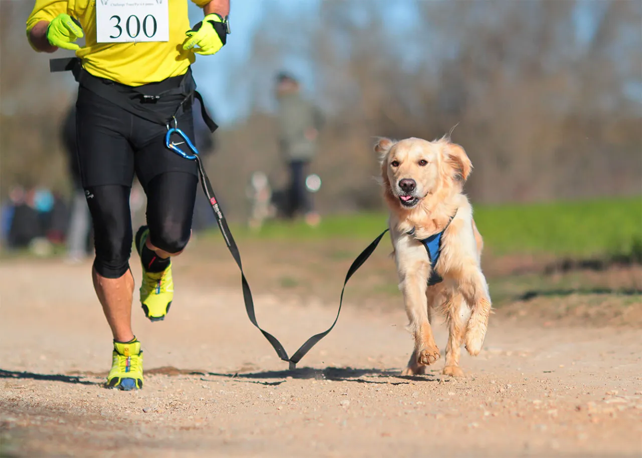 biegacz z psem aplikacja