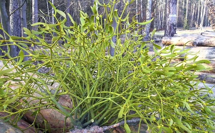 starożytne wierzenia jemioła celtycka nordycka