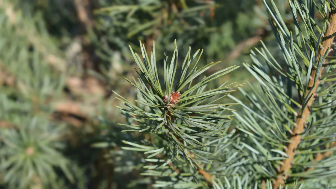 Skutki uboczne pyłku sosnowego