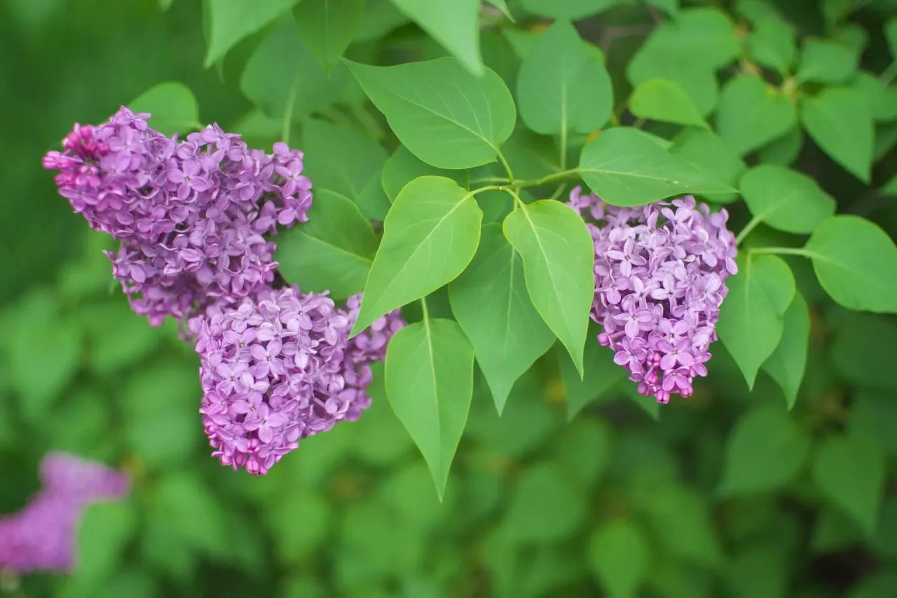 Fioletowe kwiaty bzu i zielone liście. Dowiedz się, jak przycinać bez po kwitnieniu, by cieszyć się jego pięknem.