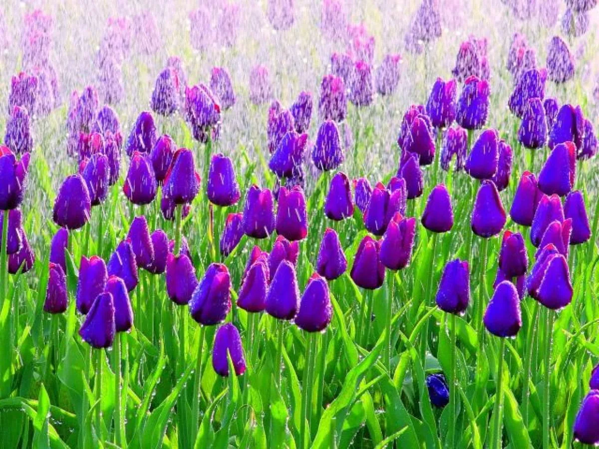 Pola kwitnących tulipan&oacute;w w Polsce