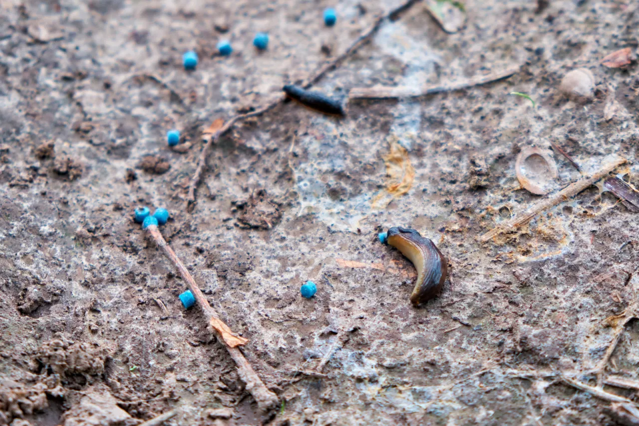 objawy zatrucia psa metaldehydem