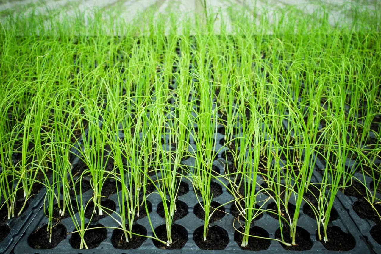 Młode, zielone pędy pora w paletach rozsadowych. Siew pora zapowiada obfite zbiory.