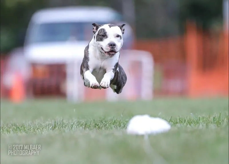amstaff na torze agility lub nosework