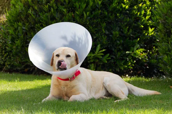 kołnierz dla psa rodzaje