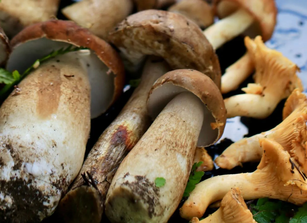 czyszczenie grzyb&oacute;w w lesie