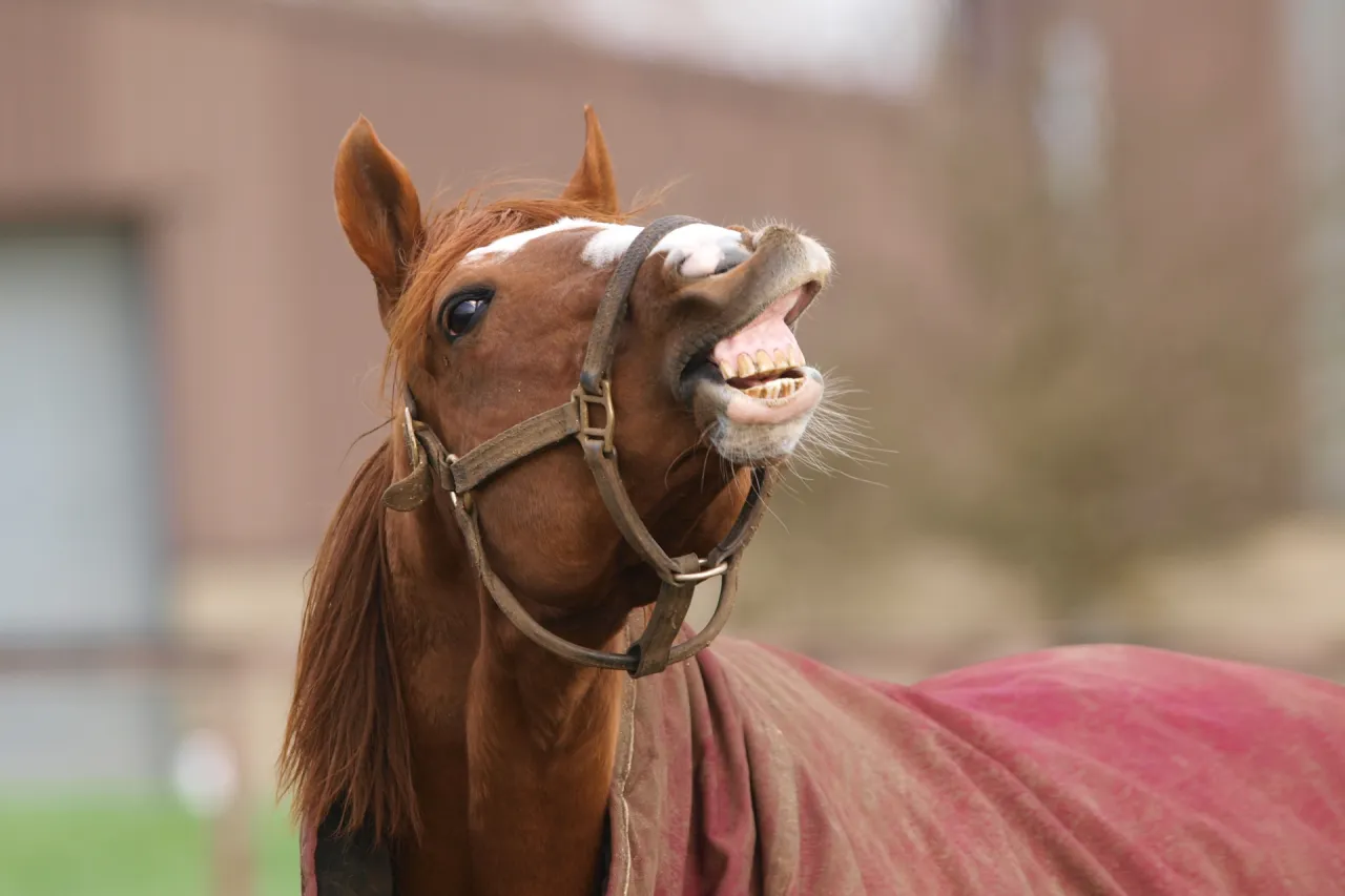 Koń ziewający lub z odruchem Flehmena