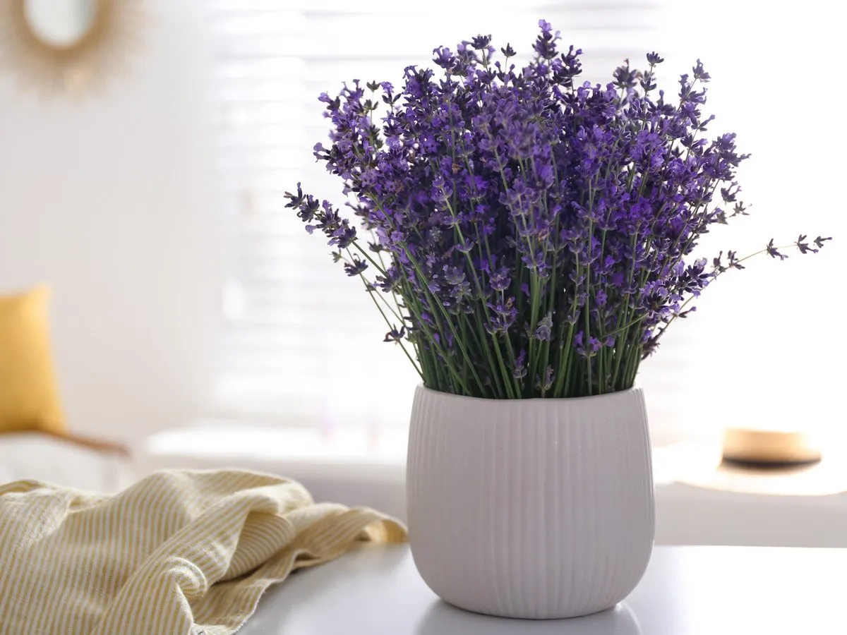 Skrzydłokwiat w domu, paproć w doniczce, czerwona r&oacute;ża symbolika