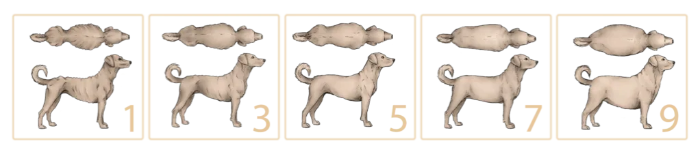 skala oceny kondycji ciała psa BCS