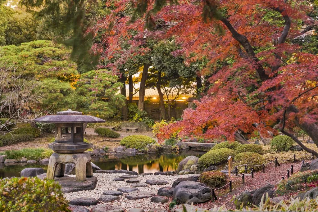 rośliny do ogrodu japońskiego, niwaki, klon palmowy, azalie japońskie