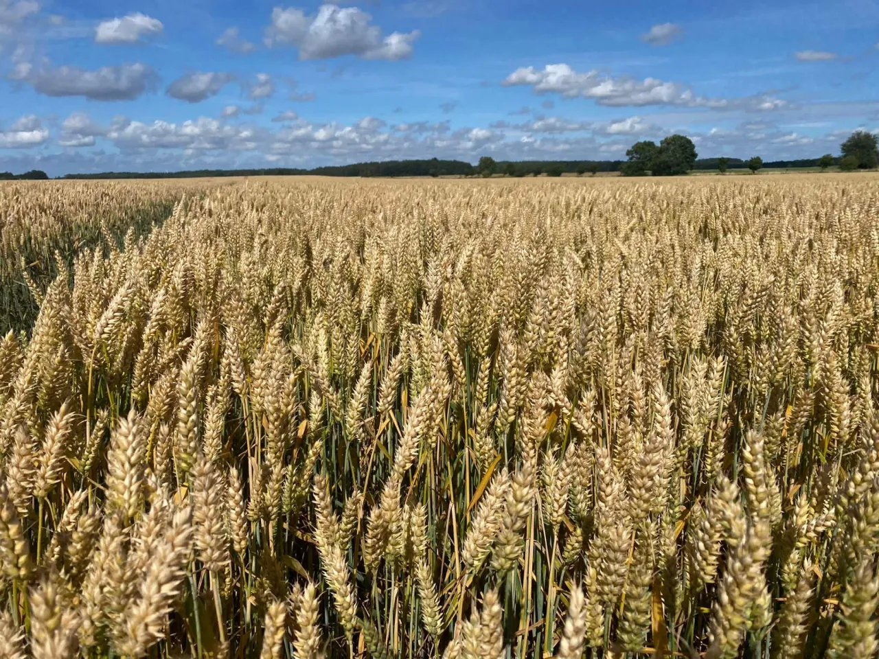 Pszenica Euforia pole