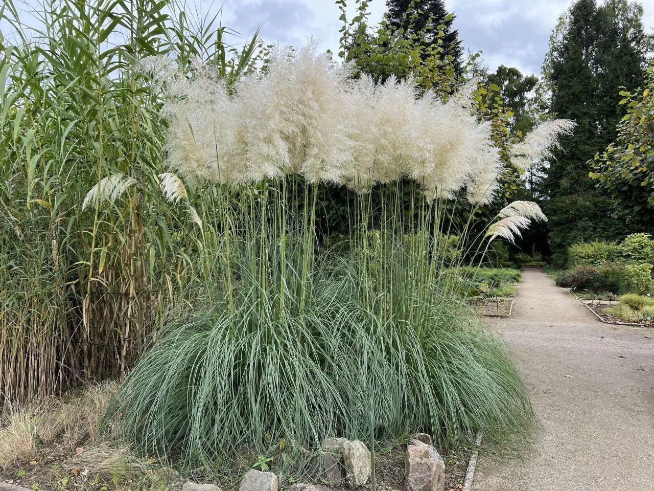 trawa pampasowa osypująca się