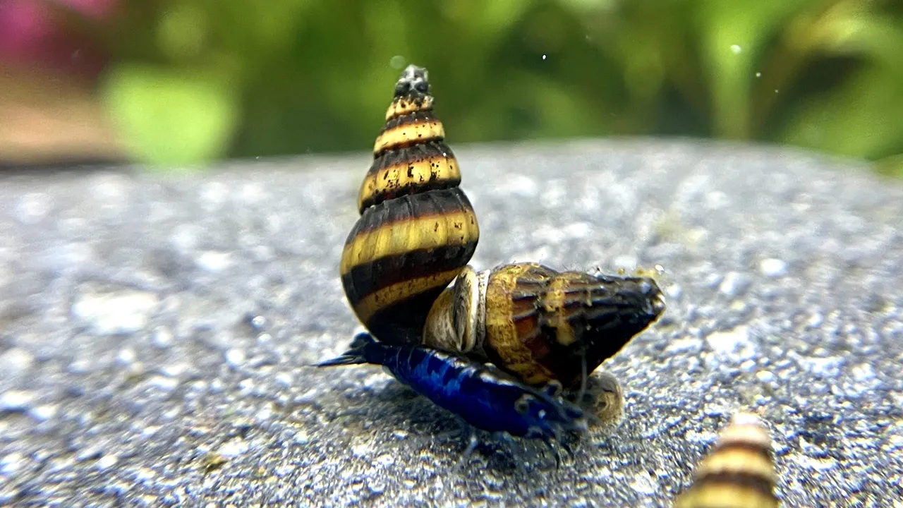 Ślimak Anentome helena