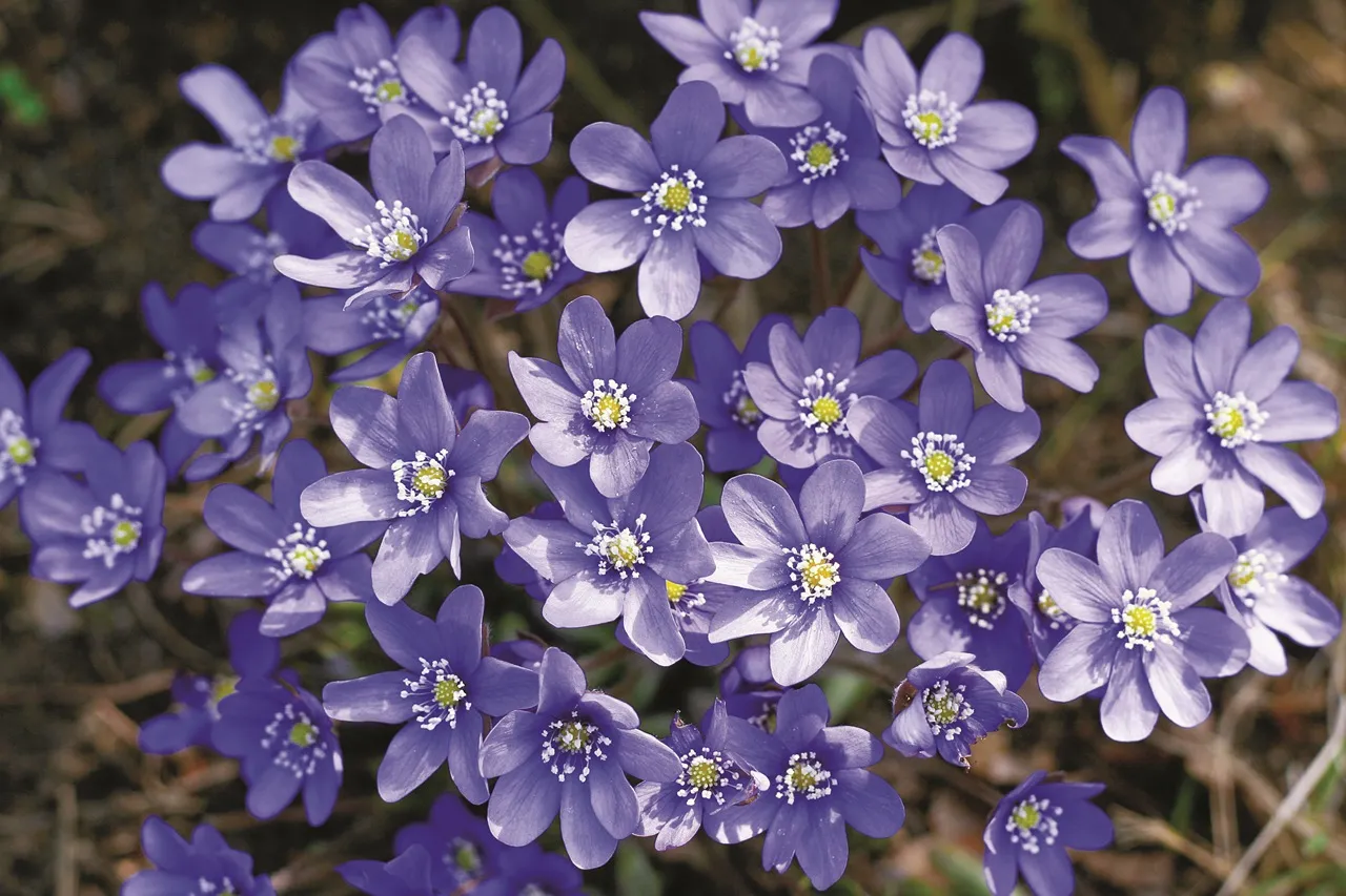 Przylaszczka nie kwitnie problemy uprawy