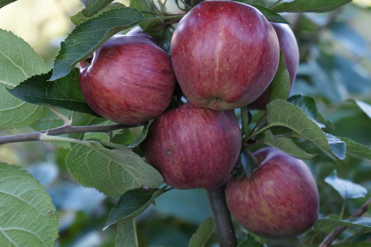Jabłonie odporne na choroby, zdrowe jabłka