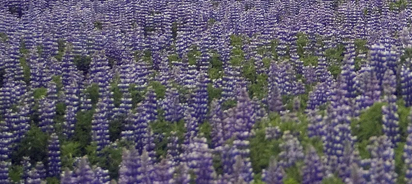 głębokość siewu łubinu schemat