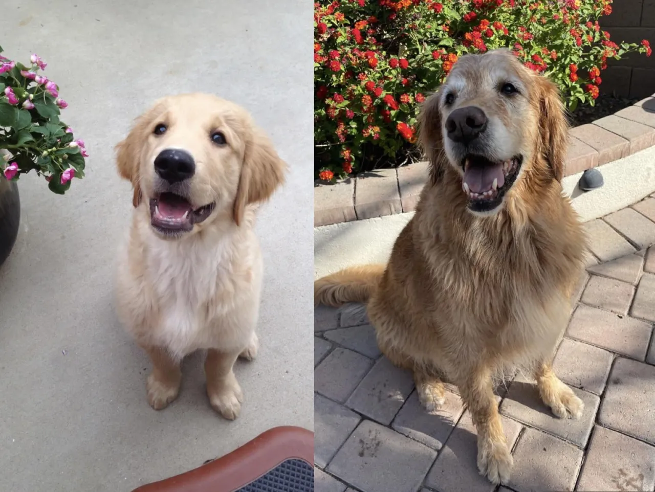 Golden Retriever puppy vs adult size comparison