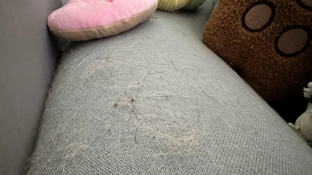 Sierść na kanapie problem