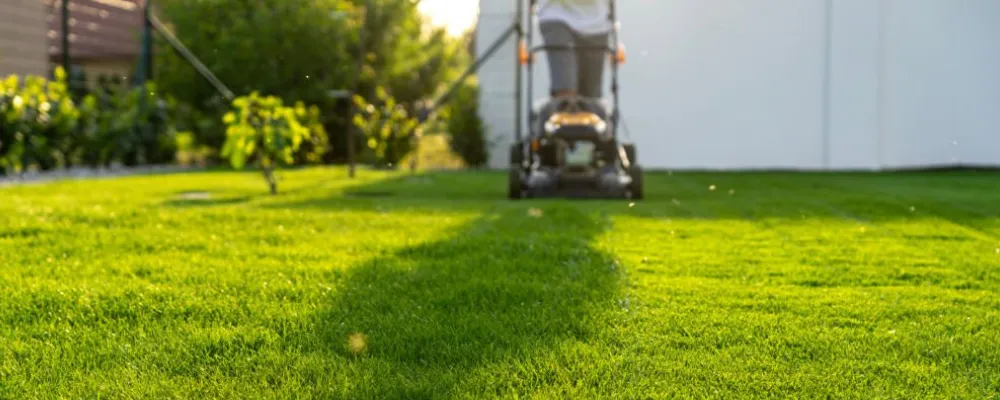 młoda trawa a dojrzały trawnik