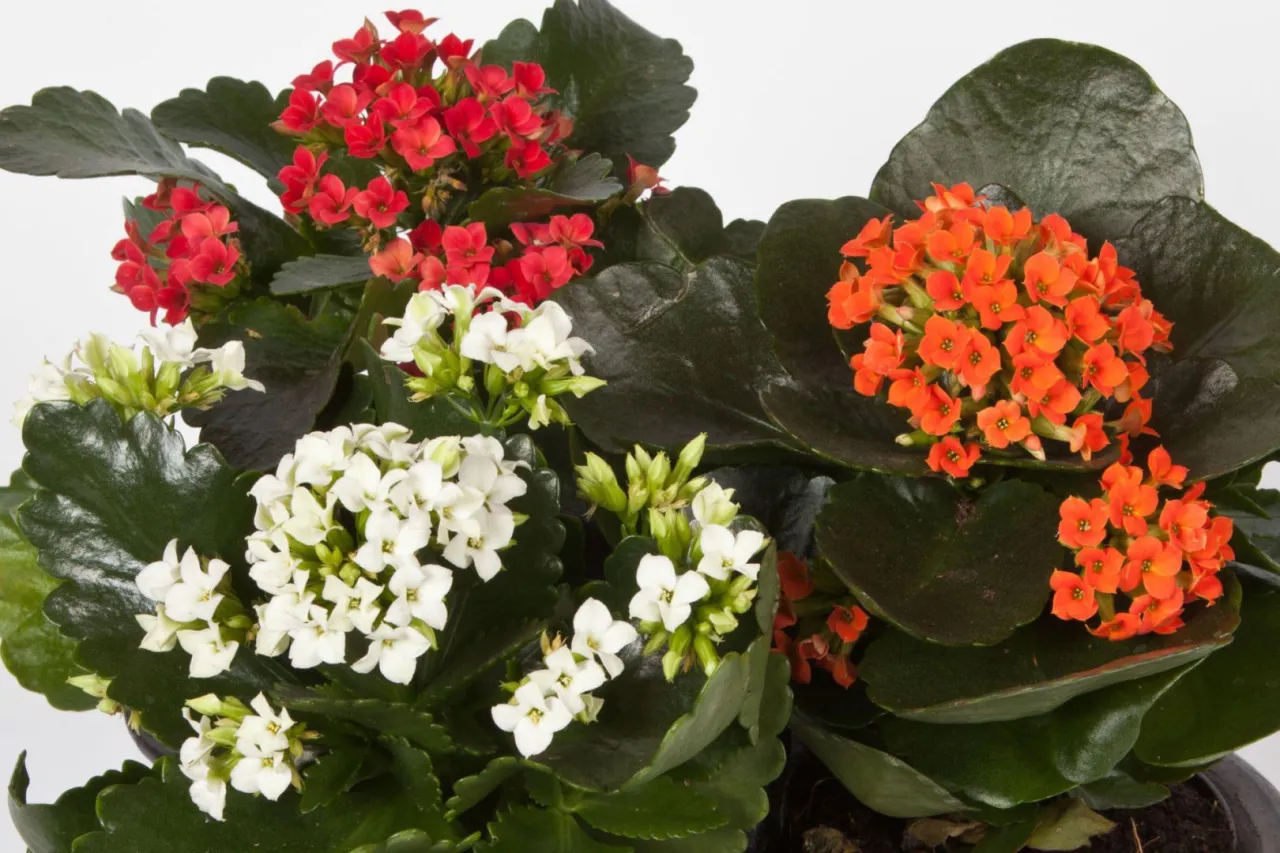 Kalanchoe kwitnie obficie. Czy kalanchoe można przycinać? Tak, aby zachęcić do ponownego kwitnienia i zagęszczenia rośliny.