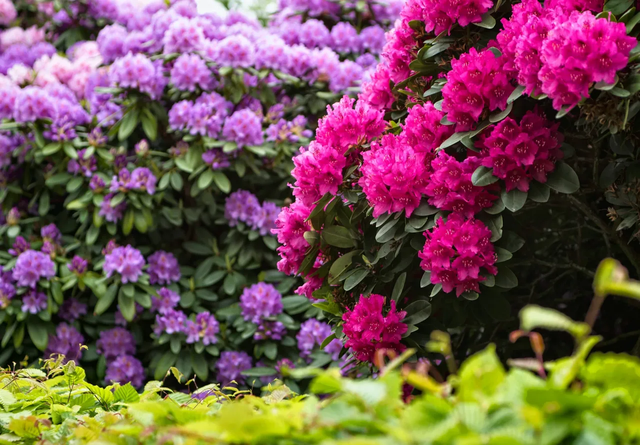 rododendron kwitnienie czas