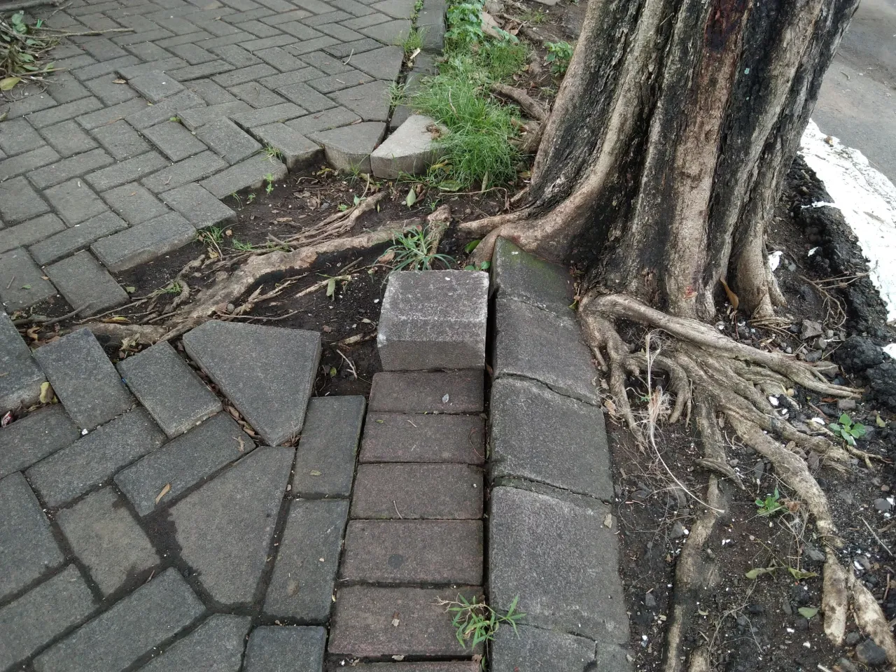 uszkodzenia chodnika korzenie drzewa