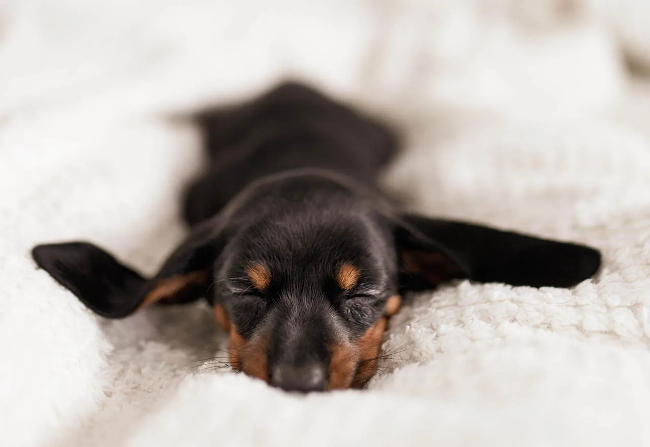 Słodki jamnik śpi na białym kocyku. To idealny moment na rozpoczęcie szkolenie szczeniaka od kiedy jest tak malutki i uroczy.