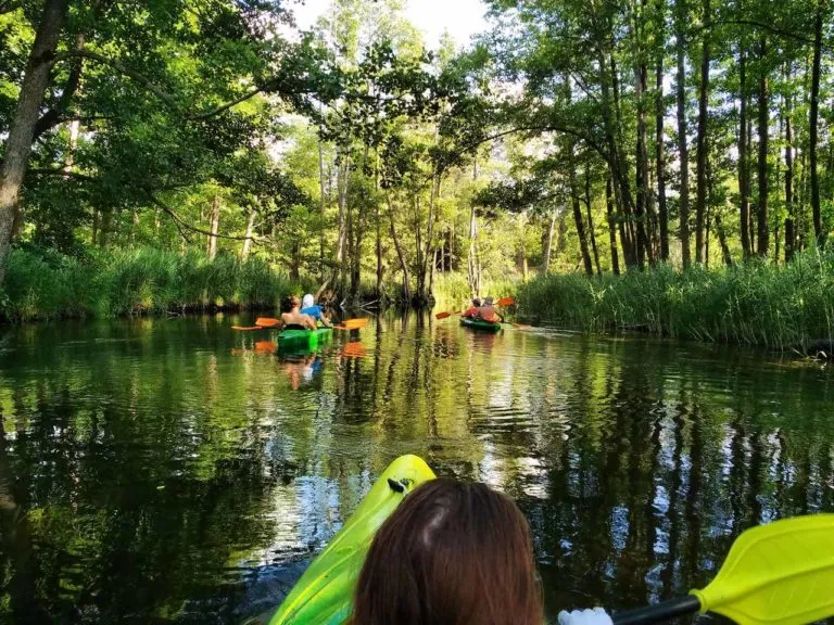Kajaki Biebrza dzika przyroda