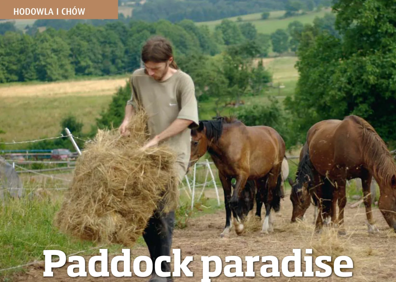 Człowiek obserwujący konia w padoku