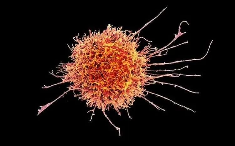 Kom&oacute;rki układu odpornościowego pod mikroskopem