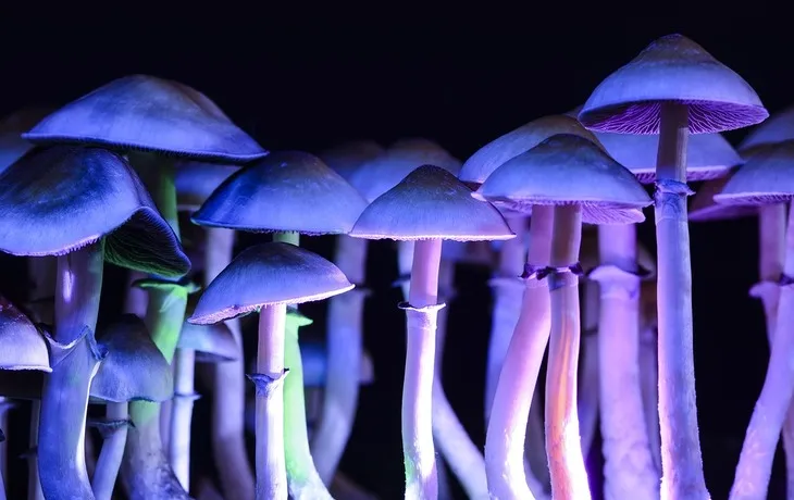 grzyby psylocybinowe prawo i bezpieczeństwo