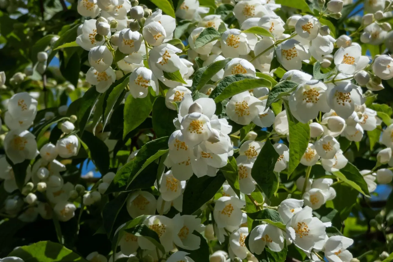 Kwitnący jaśminowiec w ogrodzie