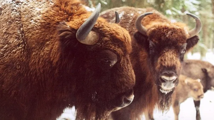 Żubr w Puszczy Białowieskiej na tle ośnieżonego lasu