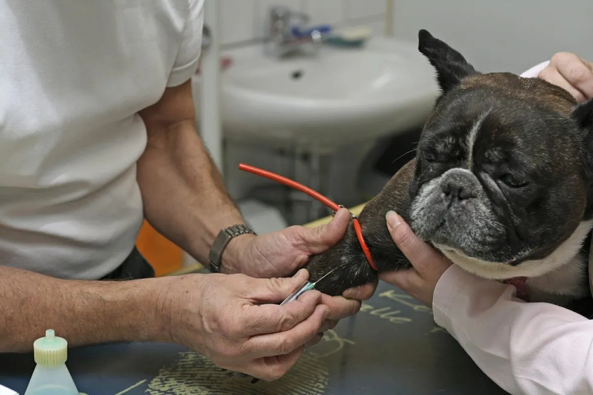 weterynarz pobiera krew psu