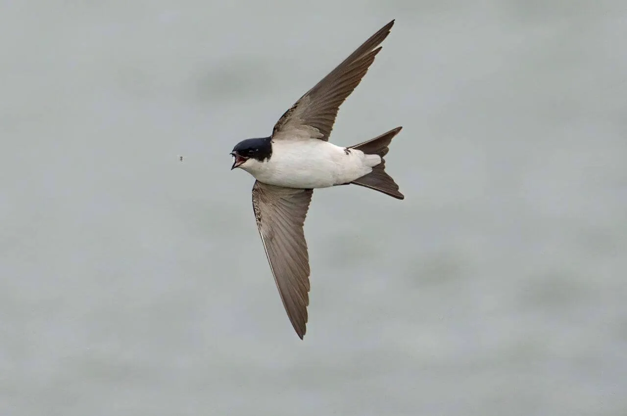 jask&oacute;łka w locie