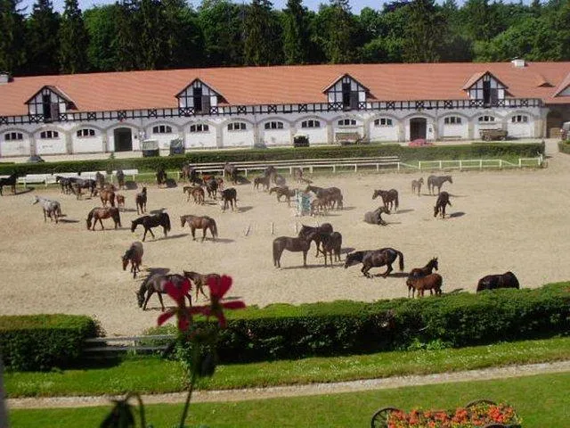 Stado Ogierów Książ ogólny widok