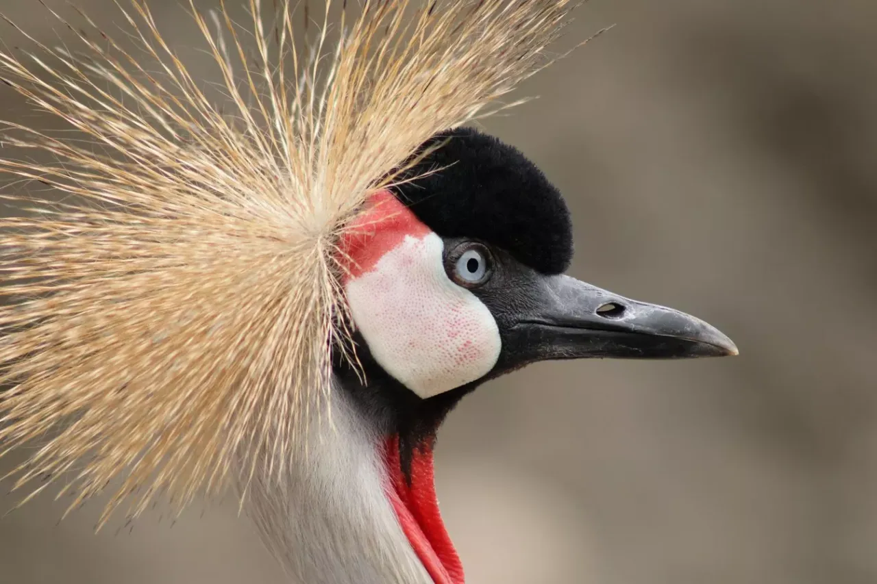 Canon 75-300mm fotografia ptak&oacute;w