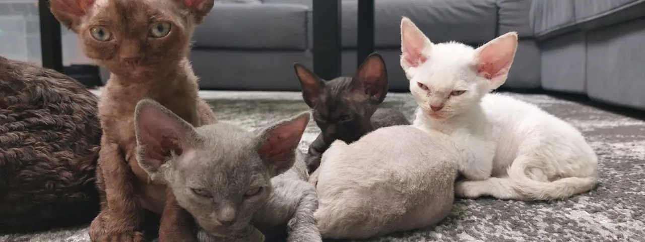 Zdjęcie Devon Rex Warszawa - najlepsze hodowle i kocięta do adopcji