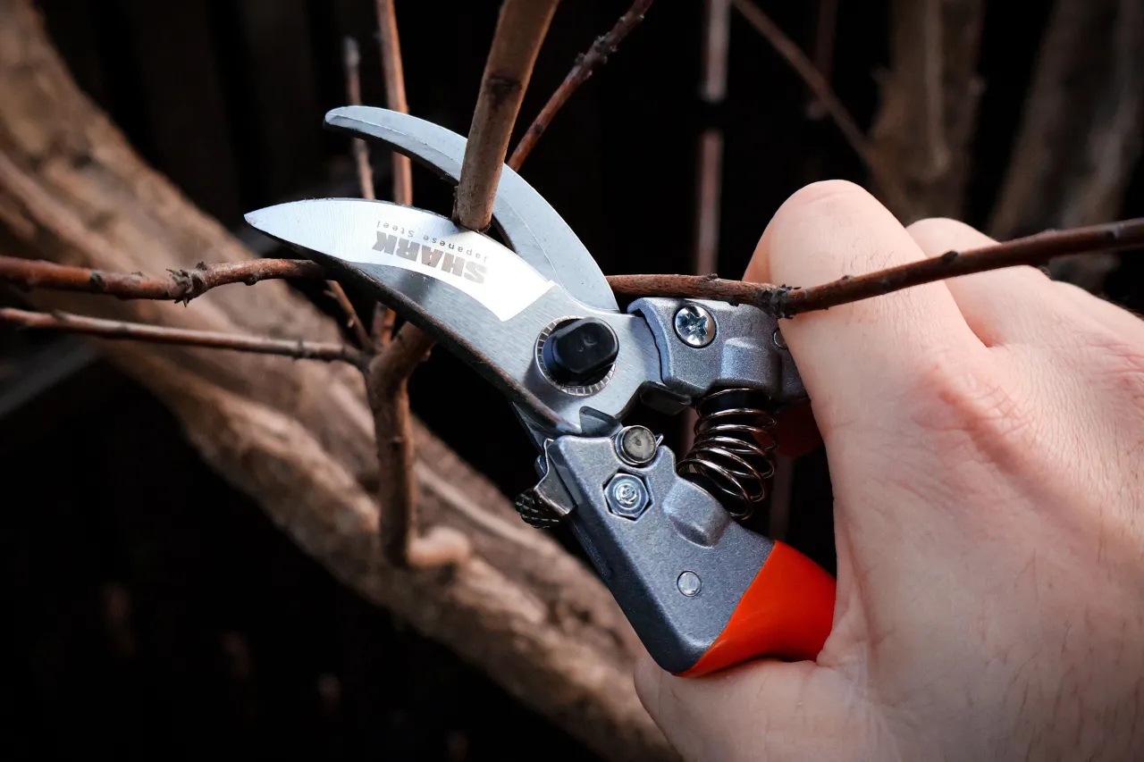 narzędzia do cięcia drzew owocowych sekator piła