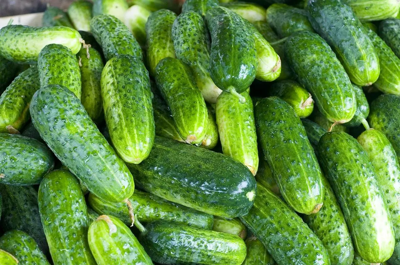 Stos świeżych, zielonych ogórków, idealnych do gruntu. Widać ich chropowatą skórkę i charakterystyczne wypustki.