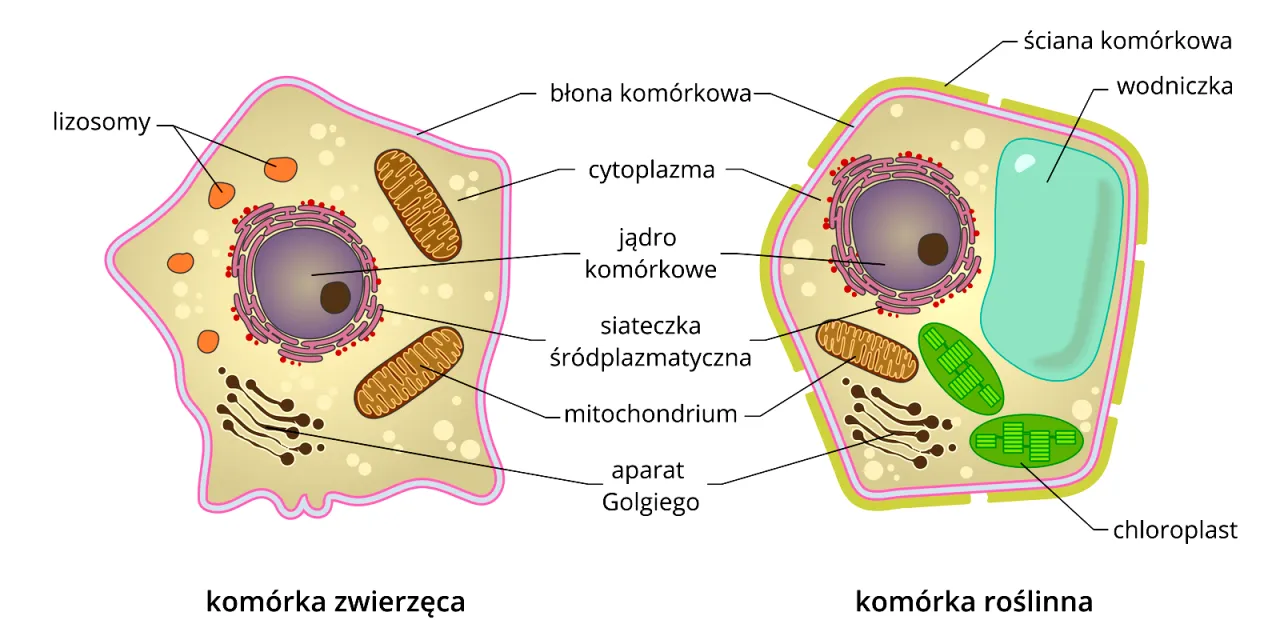 budowa kom&oacute;rki zwierzęcej schemat